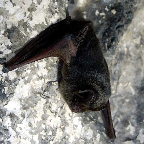 Mopsfledermaus