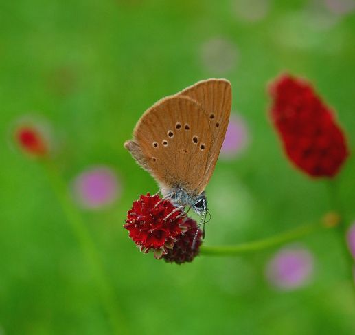 Natura 200